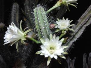 Flor de mandacaru. Reprodução
