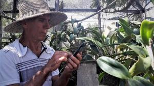Fotos de centenas de orquídeas na memória do celular.