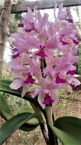 Orquídeas durante a floração. Foto: Divulgação