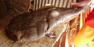 Peixe